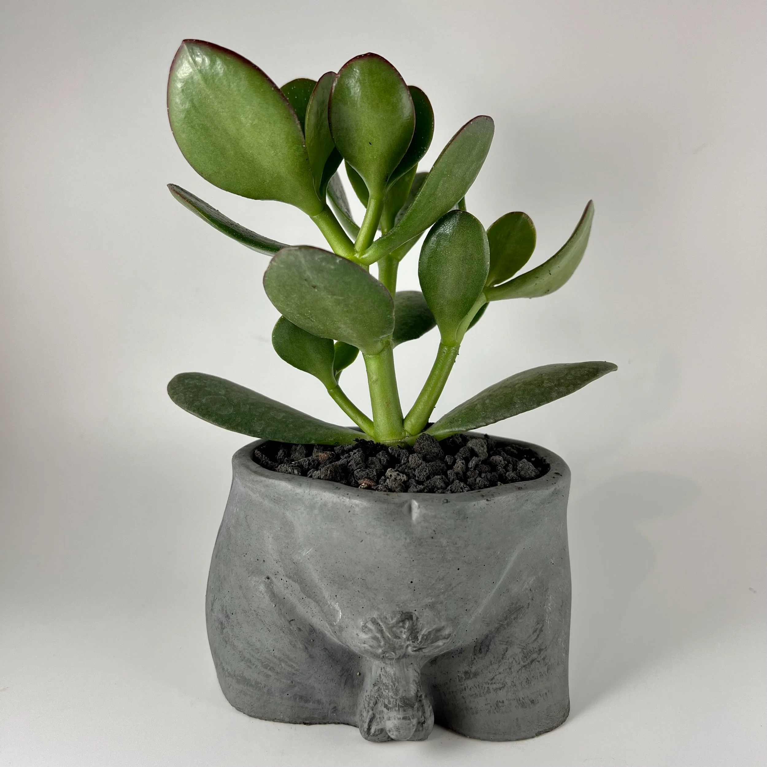 Bottom Concrete Planter by The Plant Gays - Image 2