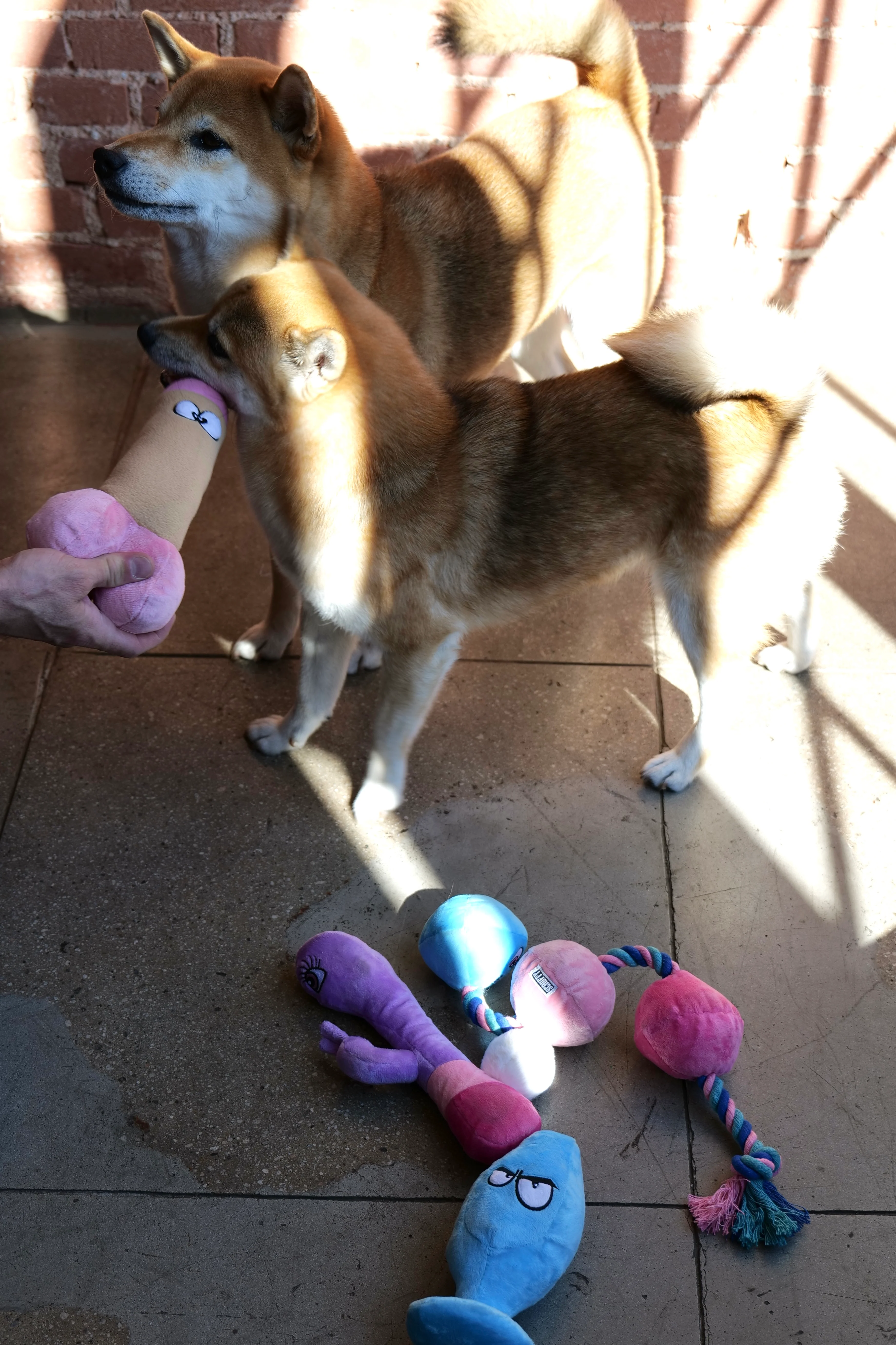 XXX PUPPY TOY: Bunny Vanderpup (Rabbit Vibrator) - Image 5