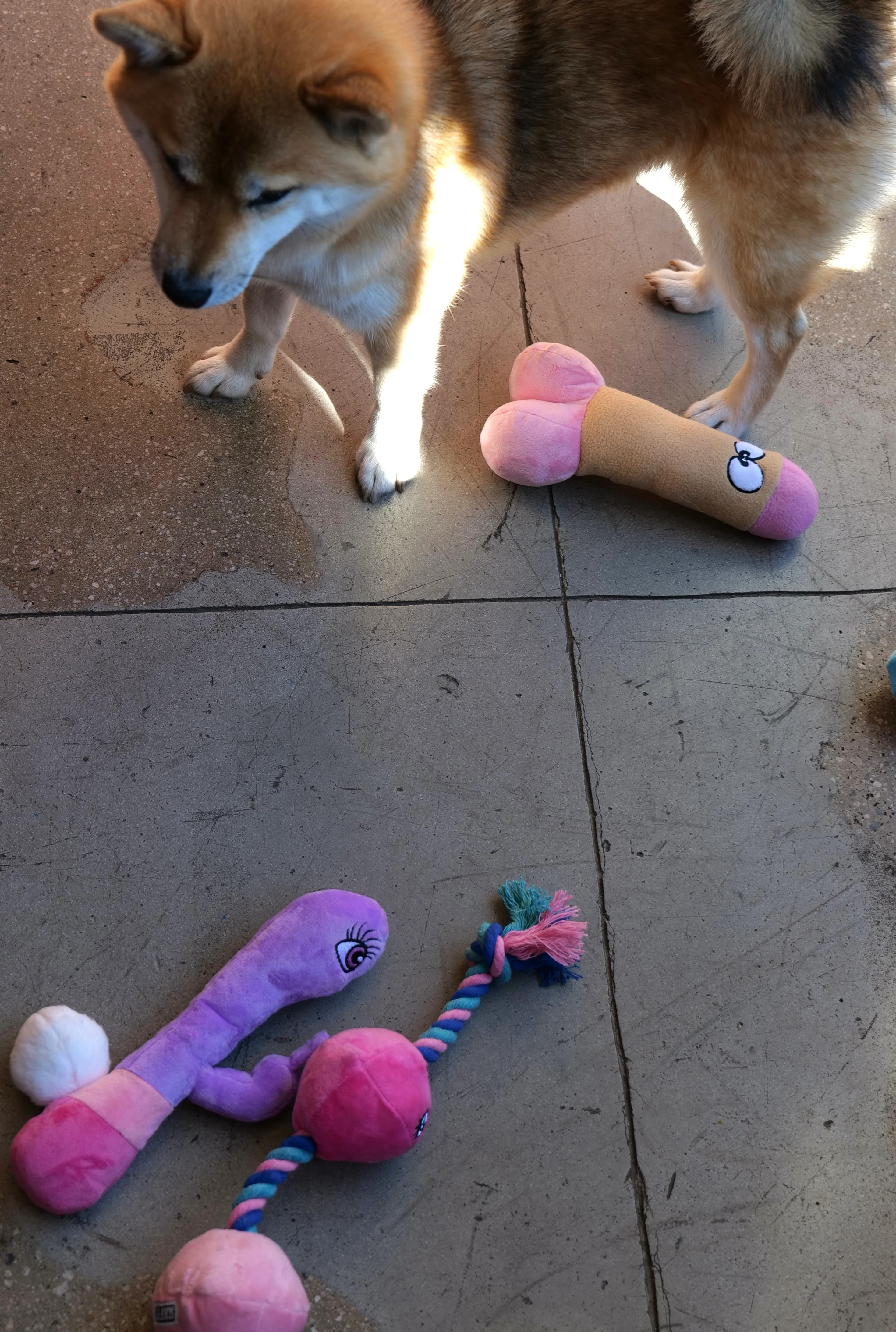 XXX PUPPY TOY: Tug Buttons (Anal Balls) - Image 8